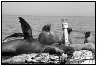 https://www.ed-templeton.com/files/gimgs/th-150_Sea Lions on Bouy Catalina.jpg